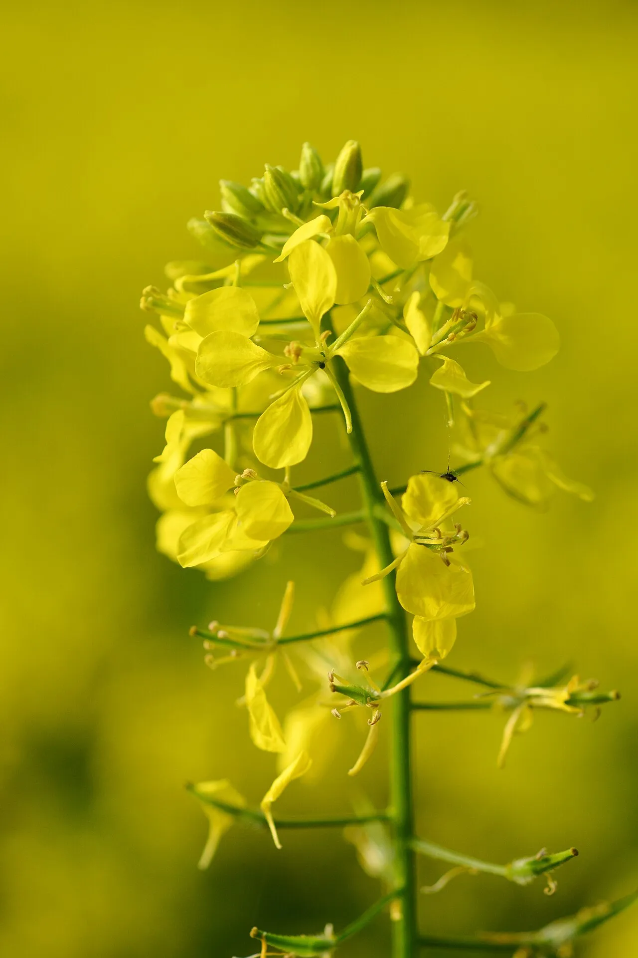 Gros plan sur une fleur de moutarde blanche, semée en culture intermédiaire. Photo : Gilles San Martin, Wikimedia Commons, CC BY-SA 2.0